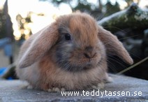 Teddytassens Kolan